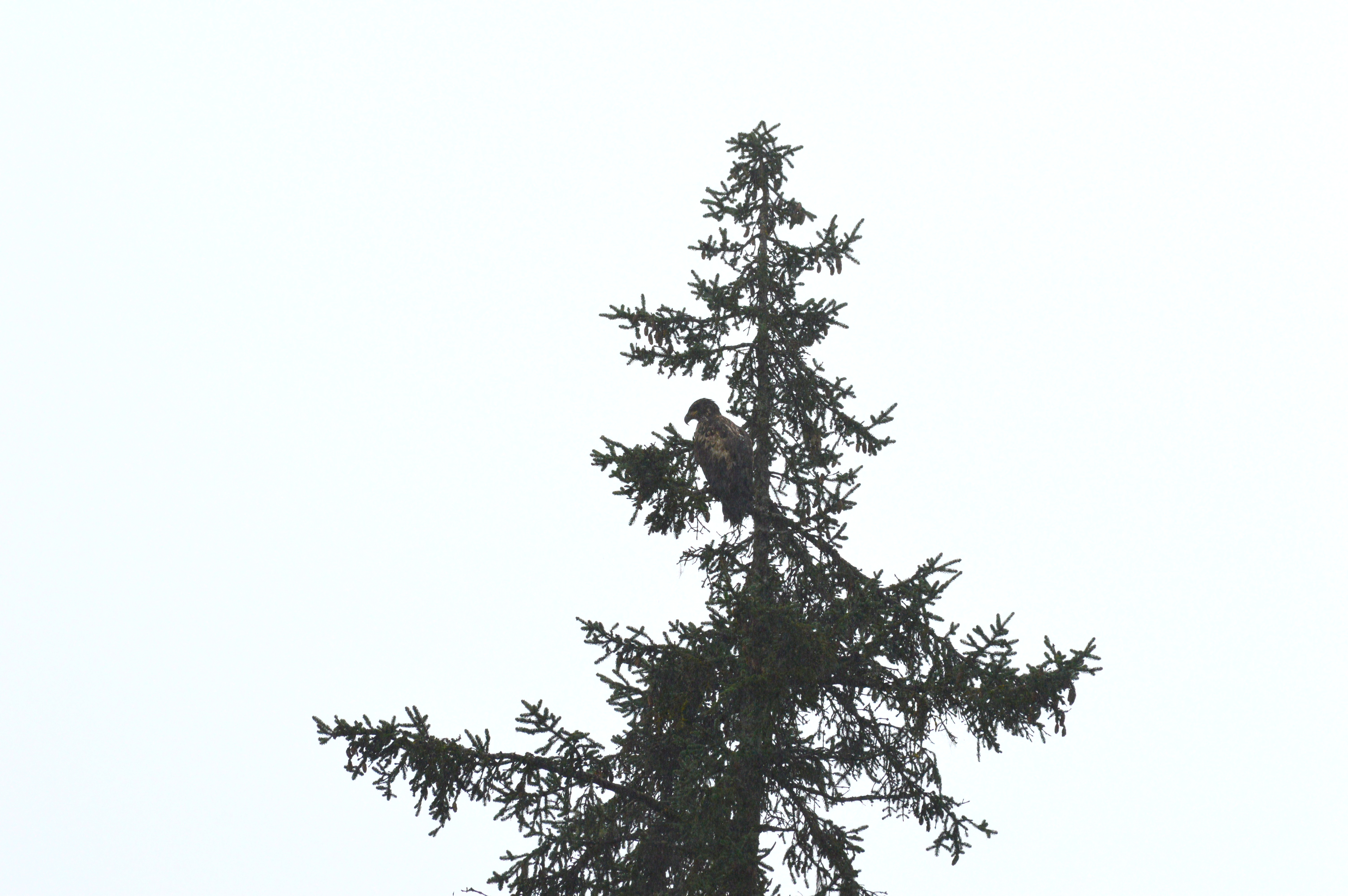 juvenile-bald-eagle